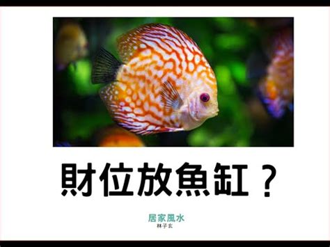 財位可以放魚缸嗎|財位放魚缸？風水師揭5大禁忌